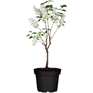 Lillà comune (Syringa vulgaris) in vaso, fiori bianchi.