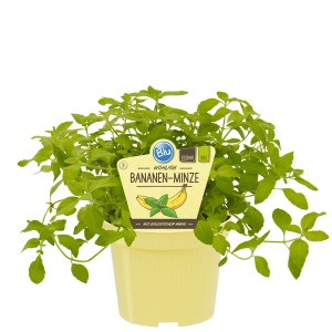 Menthe banane Blu en pot, env. 12 cm Ø. Herbe aromatique de cuisine au parfum de banane.