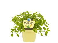 Bananen-Minze Topf-Ø ca. 12 cm Mentha
