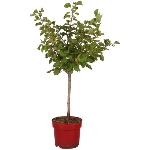 Abricotier nain Orange Beauty en pot (7,5 l) avec des feuilles vertes.