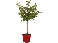 Zwergaprikose Orange Beauty Prunus armeniaca Topf 7,5 l