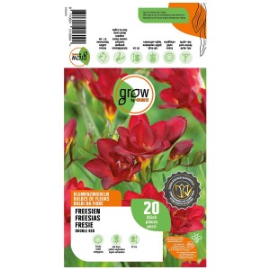 Grow by OBI Freesias Double Red, 20 bulbi di fiori con fiori rossi.