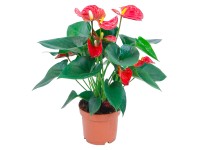 Anthurie Rot Anthurium andreanum Topf Ø ca. 12 cm Anthurie Rot Anthurium andreanum Topf Ø ca. 12 cm