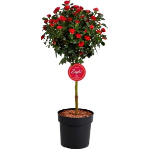 Rose Zepti als Stämmchen mit roten Blüten im Topf, ca. 65-75 cm hoch.