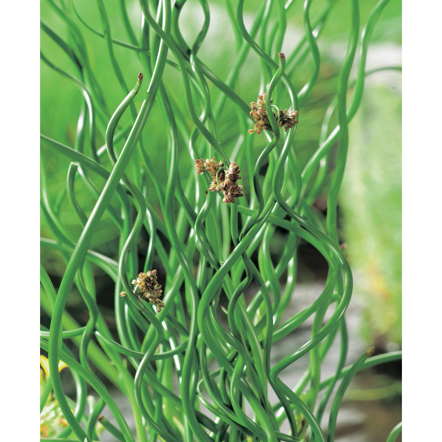 Korkenzieherbinse "Spiralis" Braun Topf Ø ca. 9 cm kaufen bei OBI