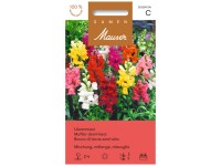 Löwenmaul halbhohe Mischung