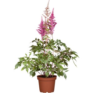 Astilbe de jardin (Astilbe) en pot avec des fleurs roses et des feuilles vertes.