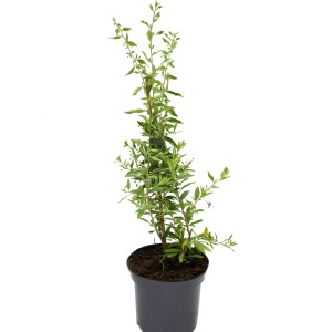 Goji-Beere No1 in vaso, giovane pianta con foglie verdi. Altri arbusti di bacche per il giardino.