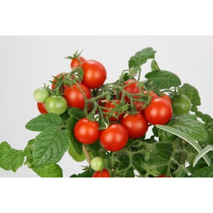 Pianta di pomodoro mini Blu in vaso con frutti rossi e verdi.