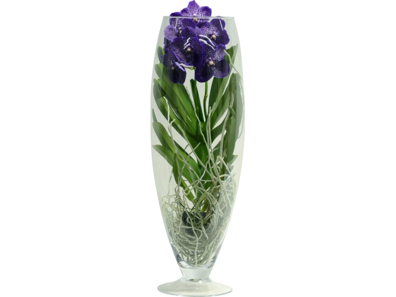 Orchidea Vanda fiori grandi mix 1 stelo vaso vetro