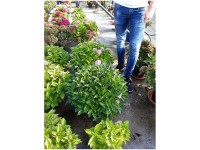 Bauernhortensie Hydrangea Forever & Ever Hortbux Ø 23 cm / Höhe 21 cm