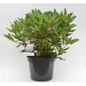 Rododendro in vaso, vari colori, 15 l, con foglie verdi e fiori.