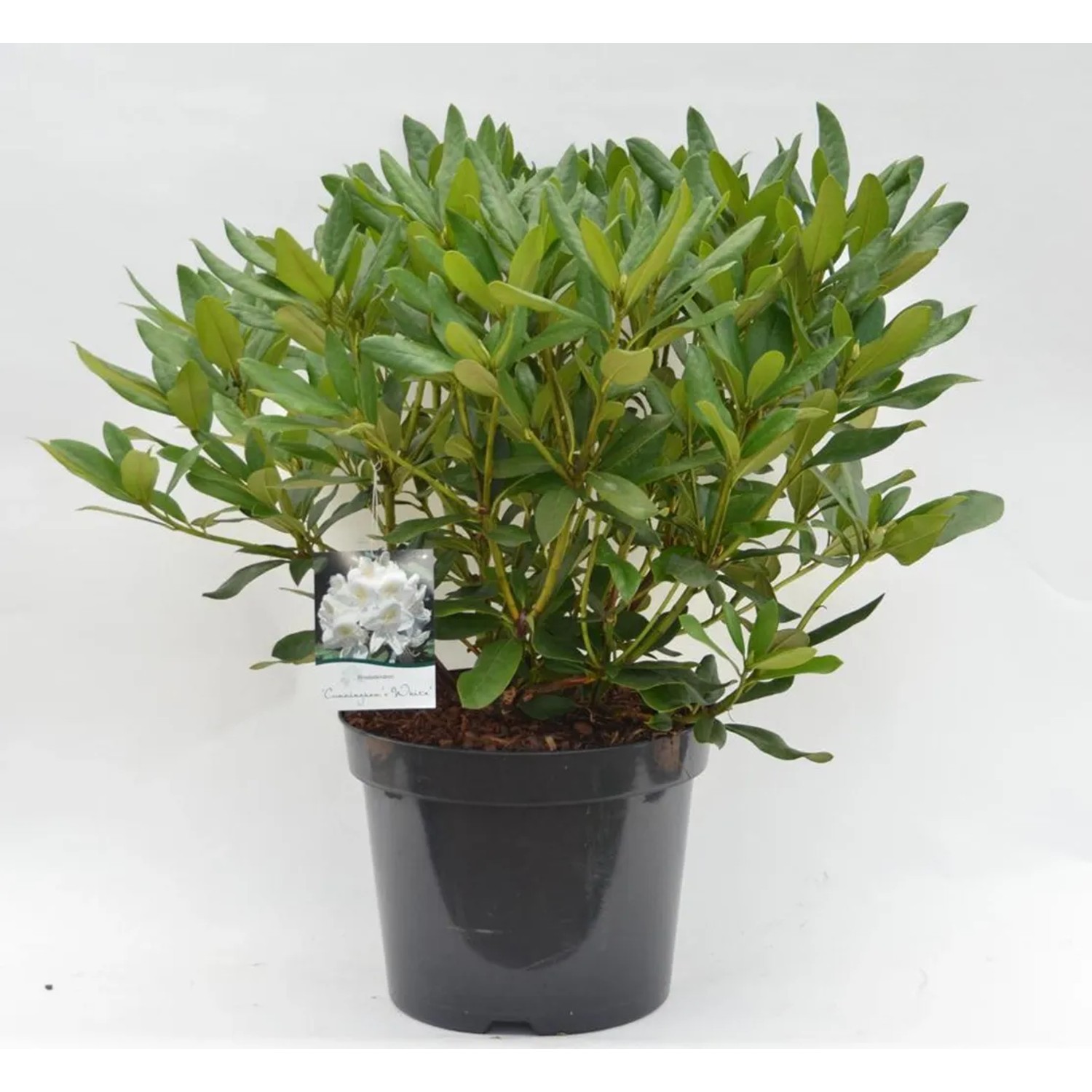 globus baumarkt thuja smaragd Thuja 