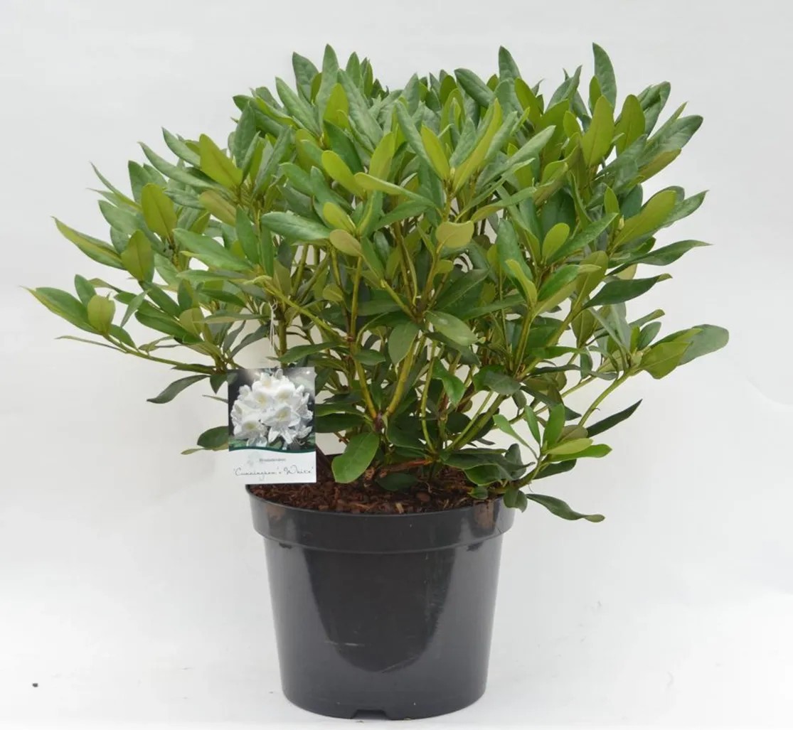 thuja 180 Thuja occidentalis Sting&trade; Arborvitae – Wayside Gardens main image 1