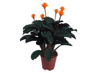 Korbmarante Calathea crocata Topf Ø ca. 14 cm Korbmarante Calathea crocata Topf Ø ca. 14 cm