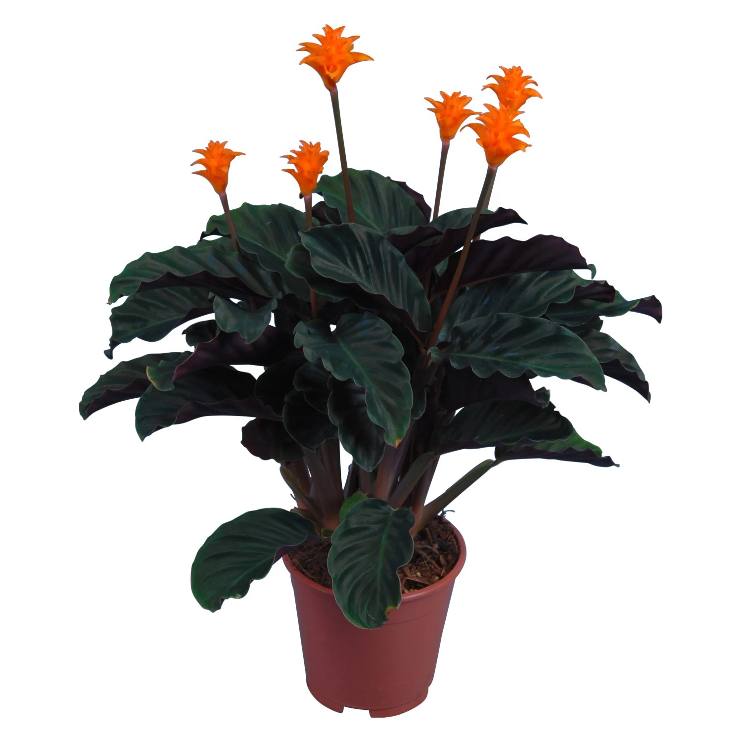 Korbmarante Calathea crocata Topf  ca. 14 cm