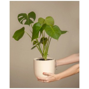Feey Monstera deliciosa en pot, tenue par des mains. Plante d'intérieur avec des feuilles en forme de cœur.