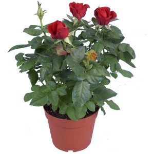 Mélange de roses en pot (Ø 15cm) avec des fleurs rouges et des feuilles vertes.