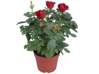 Rosen-Mix Topf Ø 15 cm / 1 Stk. Rosen-Mix Topf Ø 15 cm / 1 Stk.