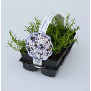 Bodendecker Phlox 'Cushion Blue' im Anzuchttopf mit blauen Blüten auf Etikett.