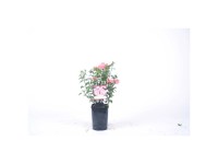 Patio-Rosen in verschiedenen Farben Topf 2,8 l / 1 Stk. Patio-Rosen in verschiedenen Farben Topf 2,8 l / 1 Stk.