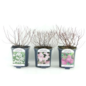 Mix di fiori primaverili in vaso (Ø 17cm) con vari colori e varietà.