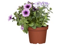 GROW by OBI Petunie Petunia Hybride Topf Ø 13 cm