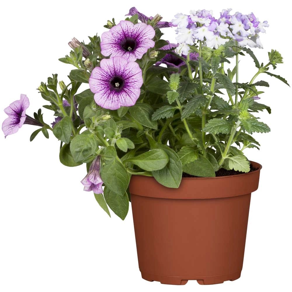 GROW By OBI Petunie Petunia Hybride Topf Ø 13 Cm Kaufen Bei OBI