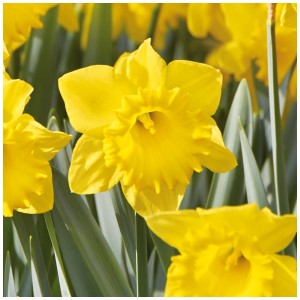 Primo piano di un narciso giallo Dutch Master, un fiore primaverile di GROW by OBI.