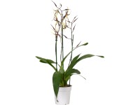 Besonderer Orchideen Mix Topf Ø ca. 12 cm Besonderer Orchideen Mix Topf Ø ca. 12 cm