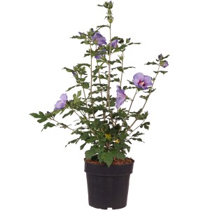 Ibisco da giardino 'Marina' in vaso, alto circa 50-60 cm, con fiori blu. Hibiscus syriacus.