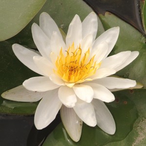 Primo piano della ninfea bianca OBI "Albida" con centro giallo.
