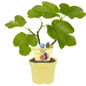 Vero fico Blu in vaso (Ø 12cm) con foglie verdi. Ideale per giardino e balcone.