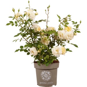 GROW by OBI Patio-Rose im Topf, ca. 20cm hoch, mit cremefarbenen Blüten.
