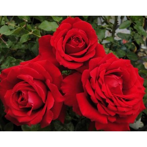 Gros plan sur trois rosiers grimpants rouges en fleurs dans le jardin.