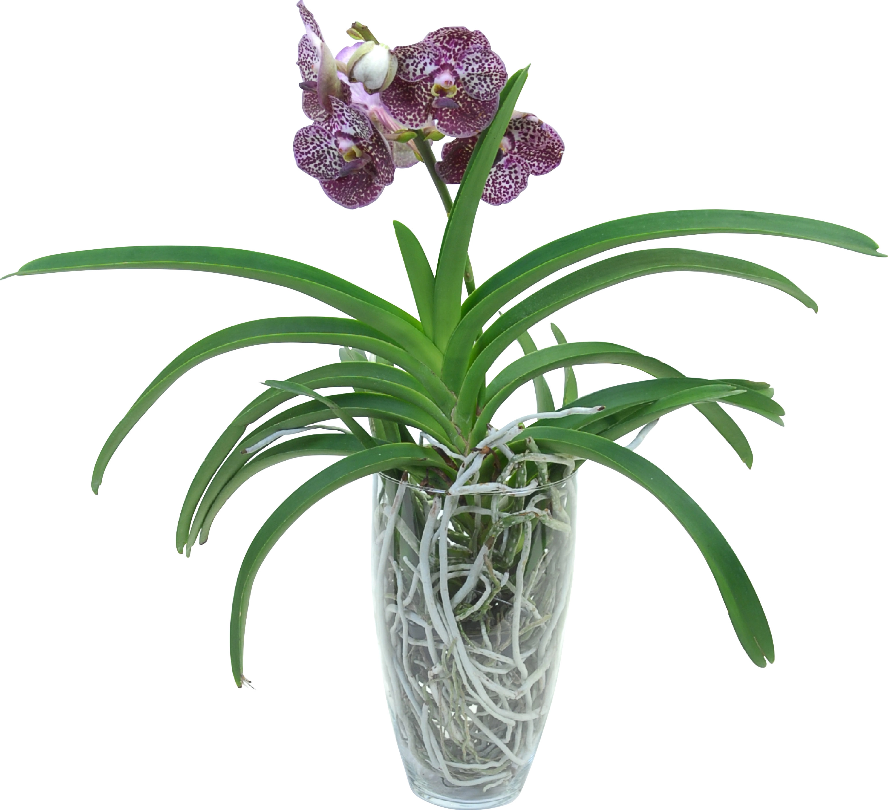 Orchidee in vaso di vetro: consigli e informazioni utili su come