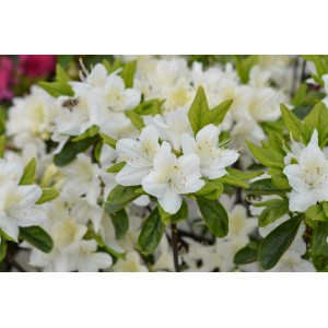 Azalea giapponese con fiori bianchi e foglie verdi.