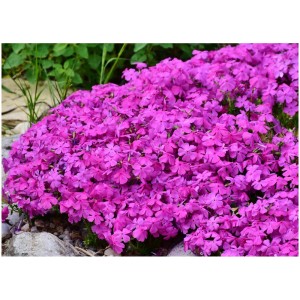 Phlox strisciante rosa (copertura del suolo) in fiore nel giardino.