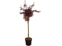 Fächerahorn Skeeter's Broom Acer palmatum Topf 6 l