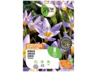 GROW by OBI Krokus Blumenzwiebel Tricolor 10 cm / 8 Stk.