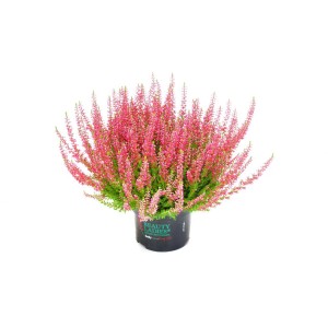 Callune rose Knospenblüher-Heide Beauty Ladies en pot, pour balcon et jardin.