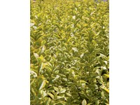 Gold-Liguster Goldgelb 3 l