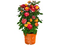 GROW by OBI Rose Planters Punch Gelb-Pink 6 l / Höhe 20 - 30 cm