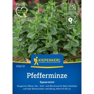 Graines de menthe verte Spearmint Kiepenkerl avec des feuilles vertes en pot.