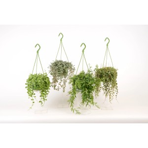 Diverses plantes vertes suspendues en pots de 14 cm, présentées suspendues.