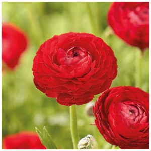 Primo piano: Ranuncolo asiatico rosso Grow by OBI con petali densi e vivaci.