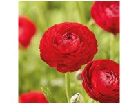 Grow by OBI Ranunkeln Asiaticus Red 15 Stk. Grow by OBI Ranunkeln Asiaticus Red 15 Stk.