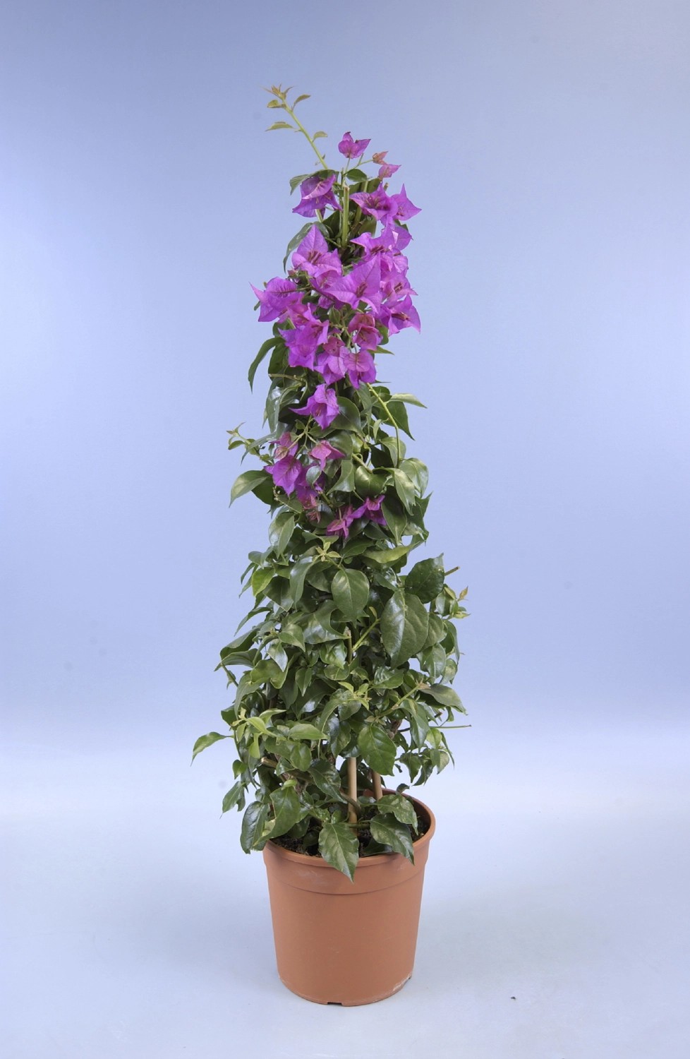 Bougainvillea Pyramide Mix Farben kaufen bei OBI