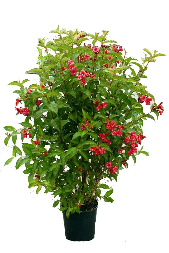 Weigelie "Bristol Ruby" Rubinrot 10 l kaufen bei OBI