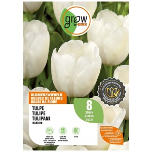 Confezione con 8 bulbi di tulipano Hakuun bianchi GROW by OBI, fioritura bianca pura, 50 cm altezza.
